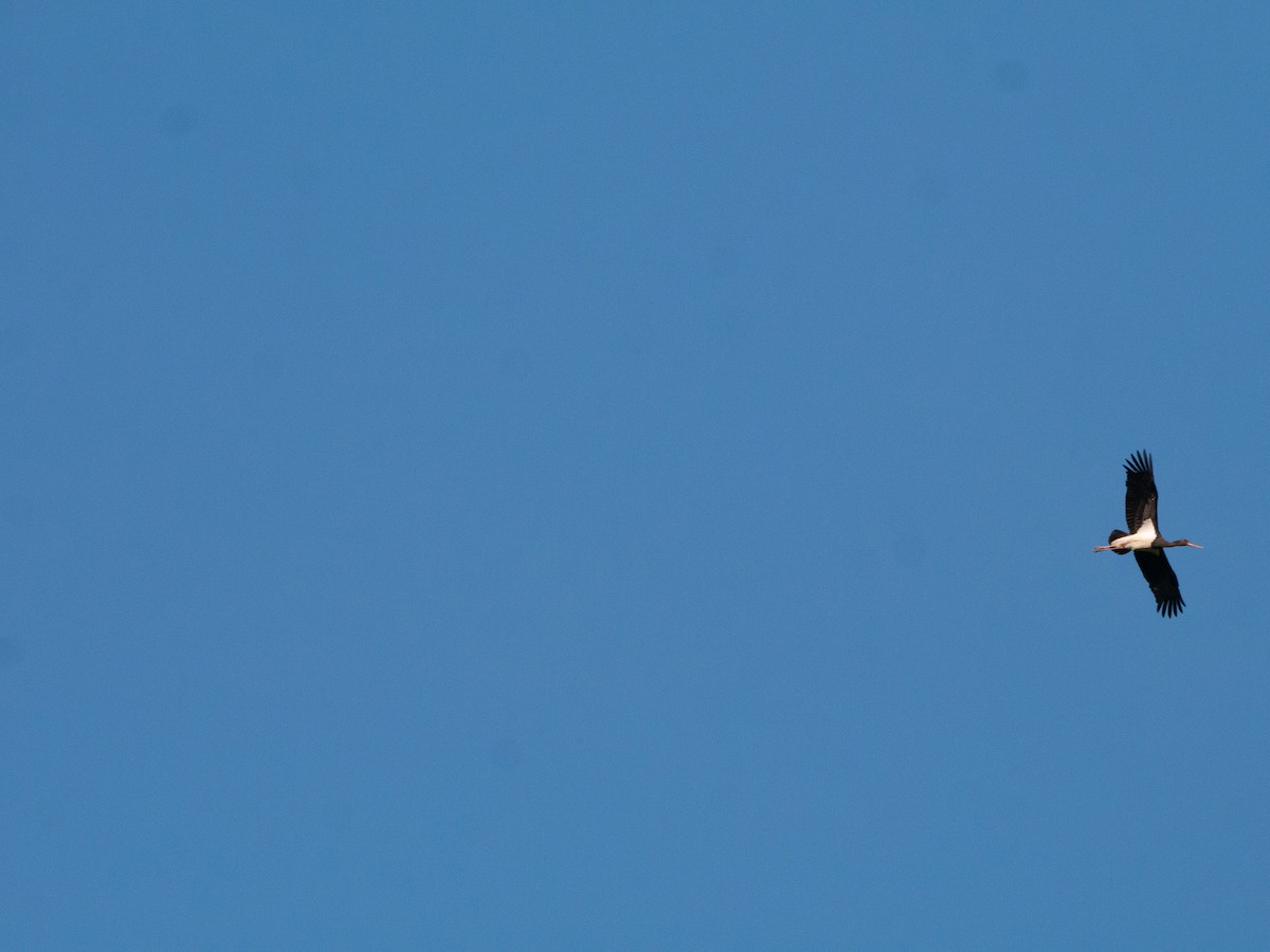 Black Stork - ML635186072