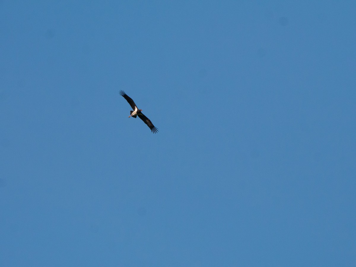 Black Stork - ML635186073