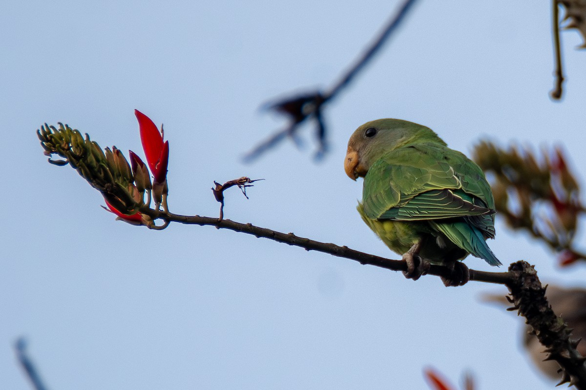 Plum-headed Parakeet - ML635186131