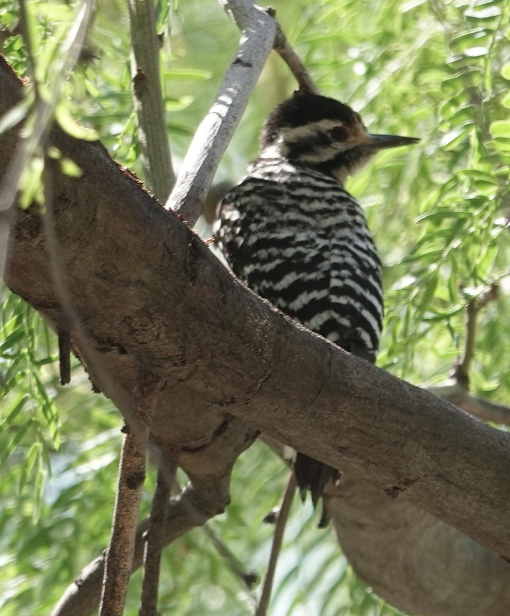 Ladder-backed Woodpecker - ML635186198