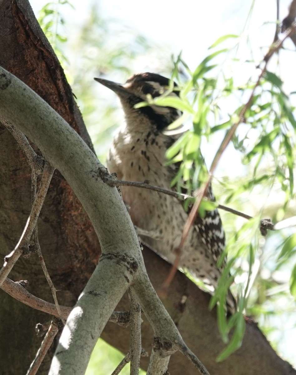 Ladder-backed Woodpecker - ML635186199