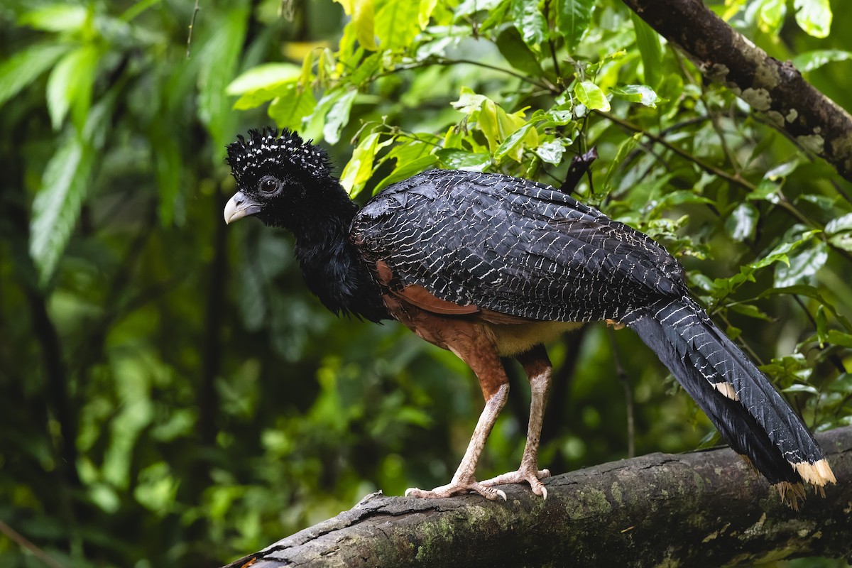 Blue-billed Curassow - ML635186216