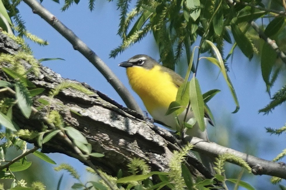 Yellow-breasted Chat - ML635186224