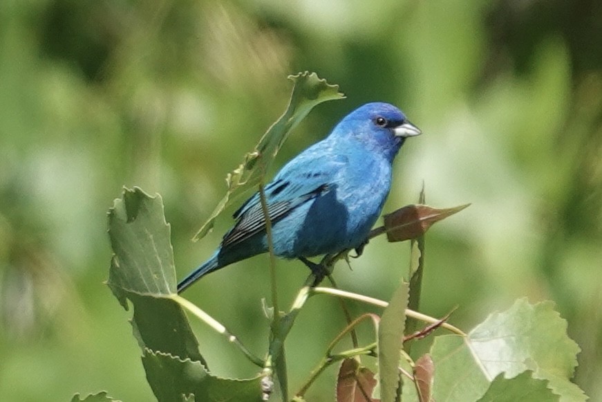 Indigo Bunting - ML635186265