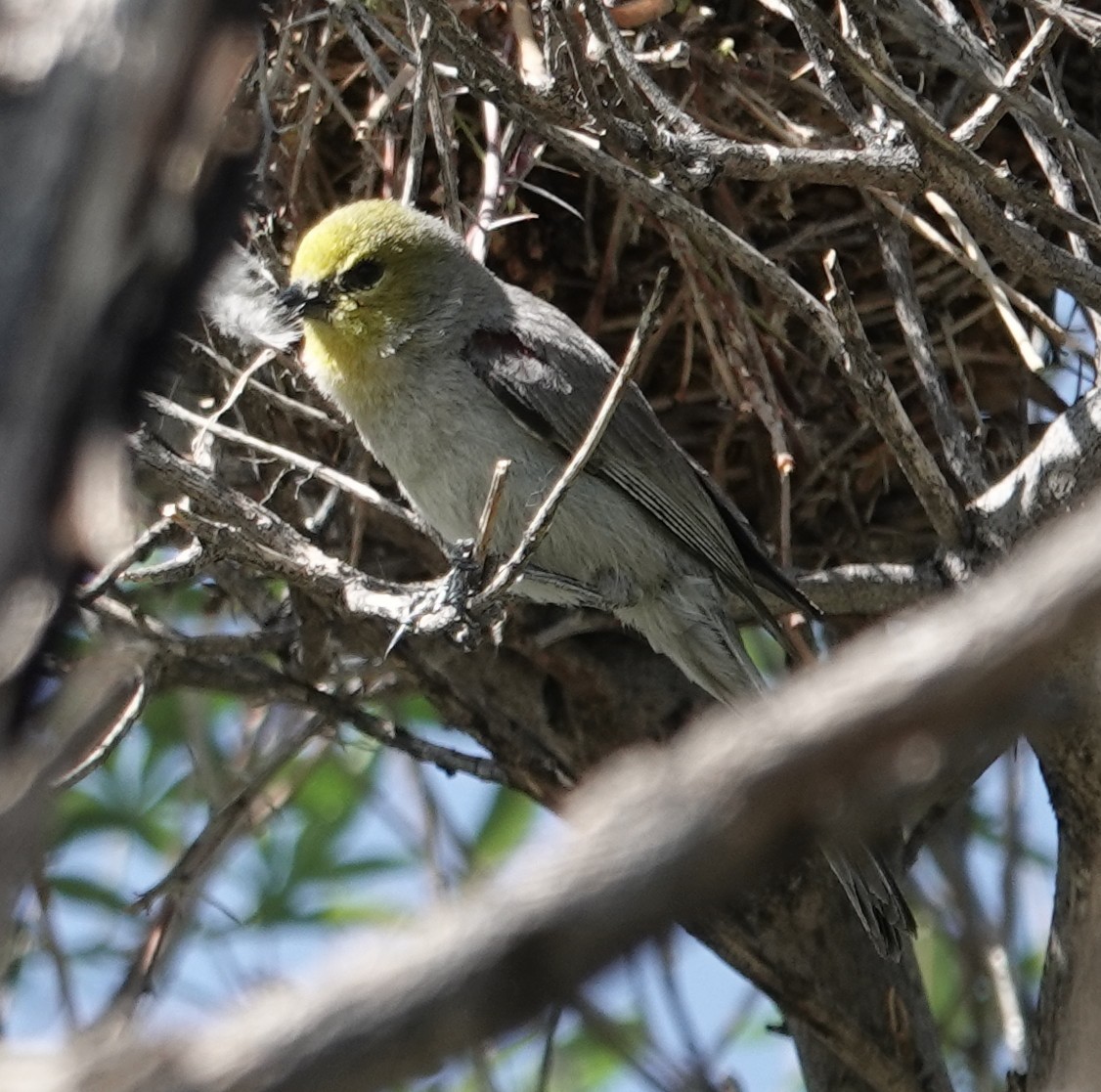 Verdin - ML635186270