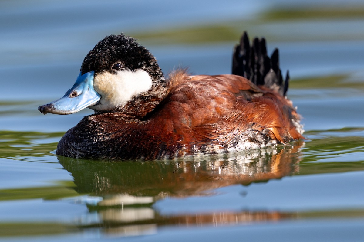 Ruddy Duck - ML635186352
