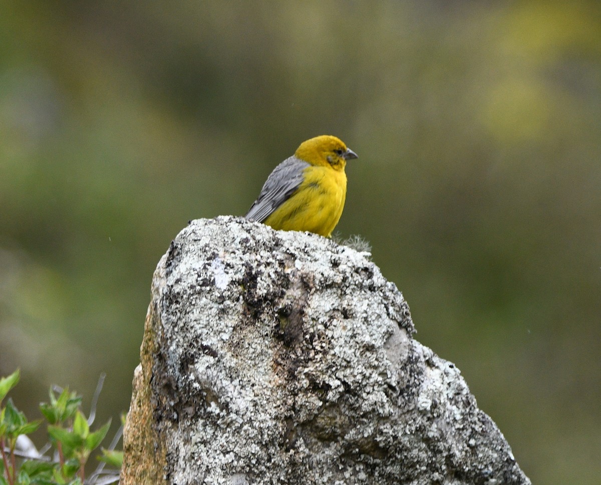 Bright-rumped Yellow-Finch - ML635186362