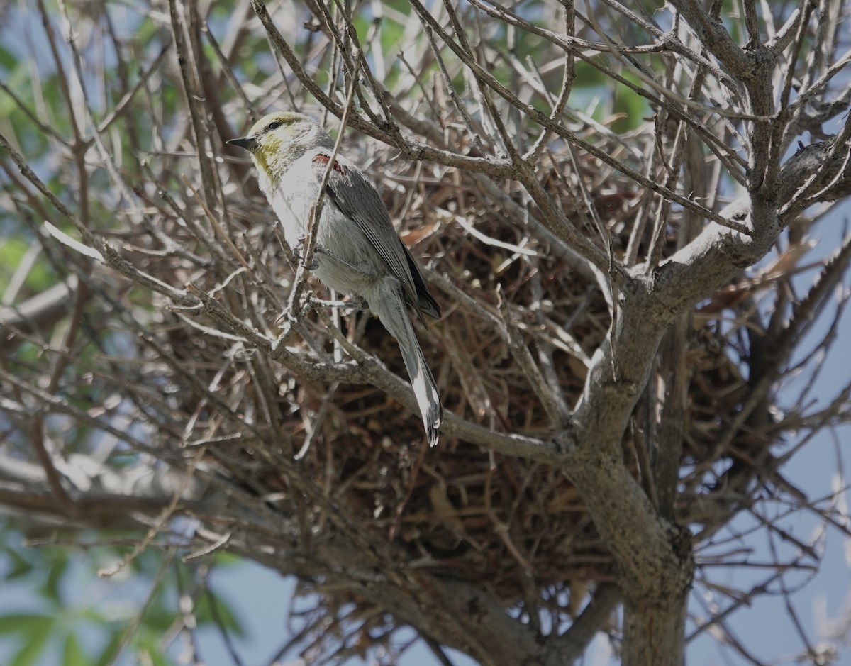 Verdin - ML635186382