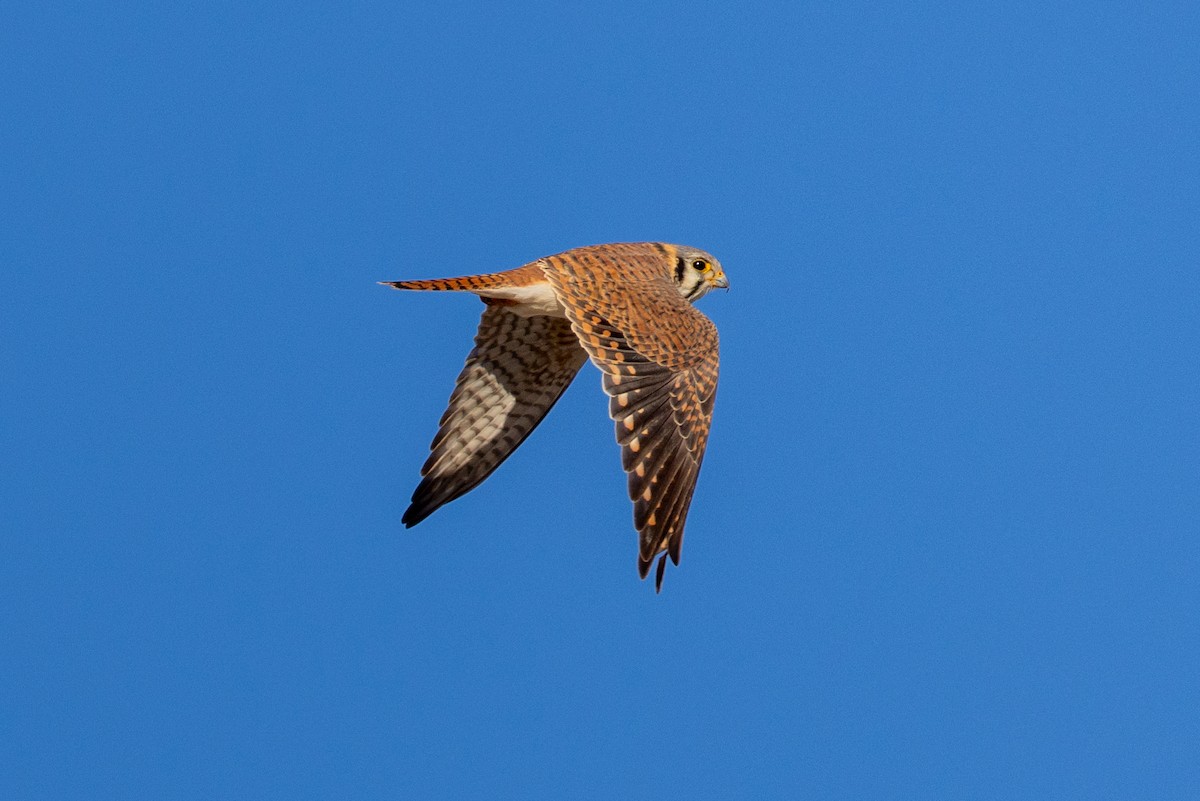 American Kestrel - ML635186436