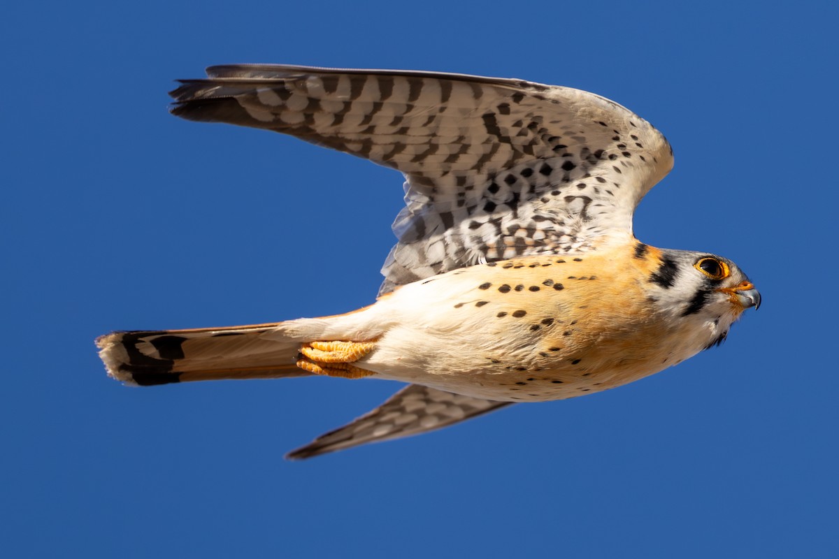 American Kestrel - ML635186437