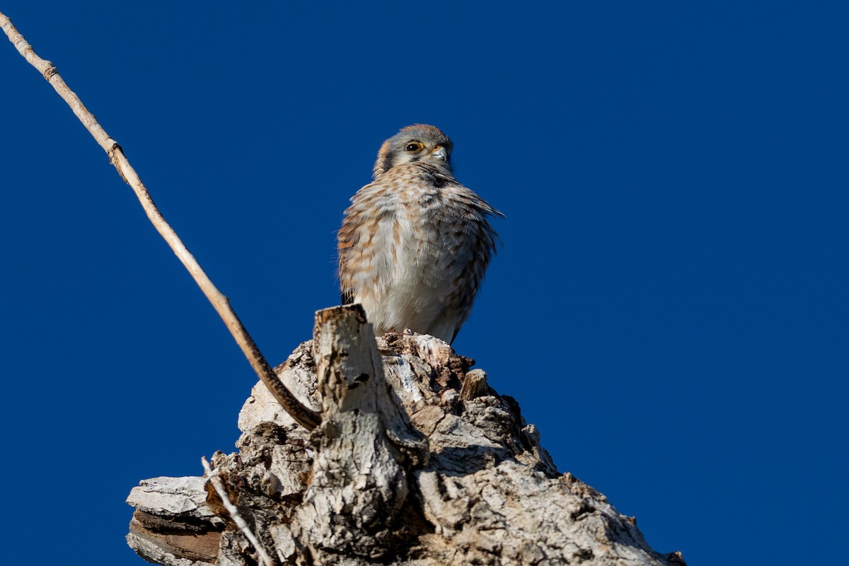 American Kestrel - ML635186438
