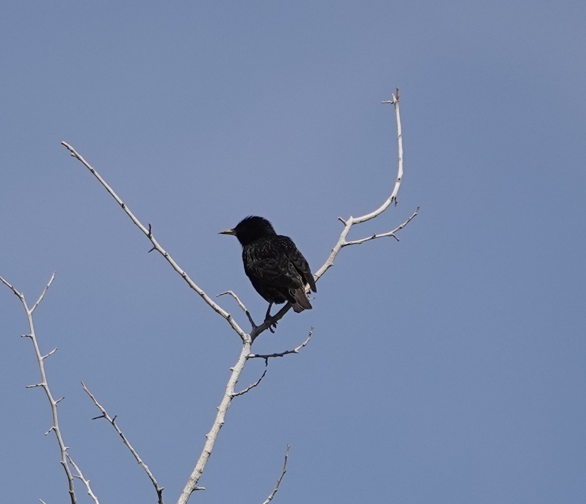 European Starling - ML635186456