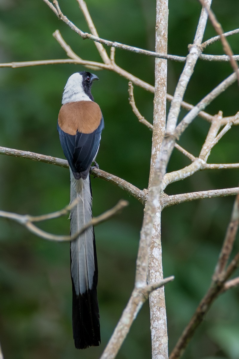 White-bellied Treepie - ML635186544