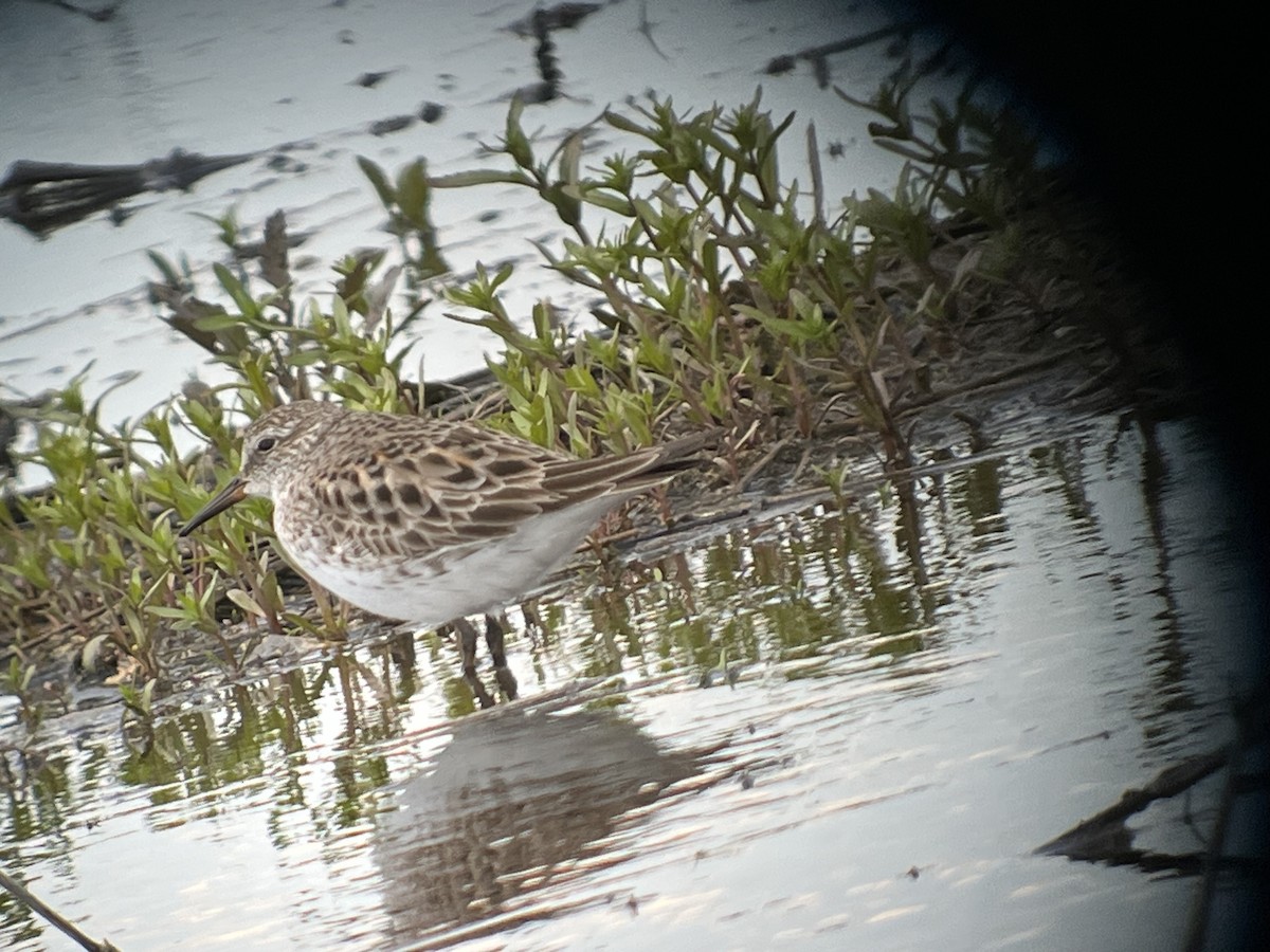 White-rumped Sandpiper - ML635186584