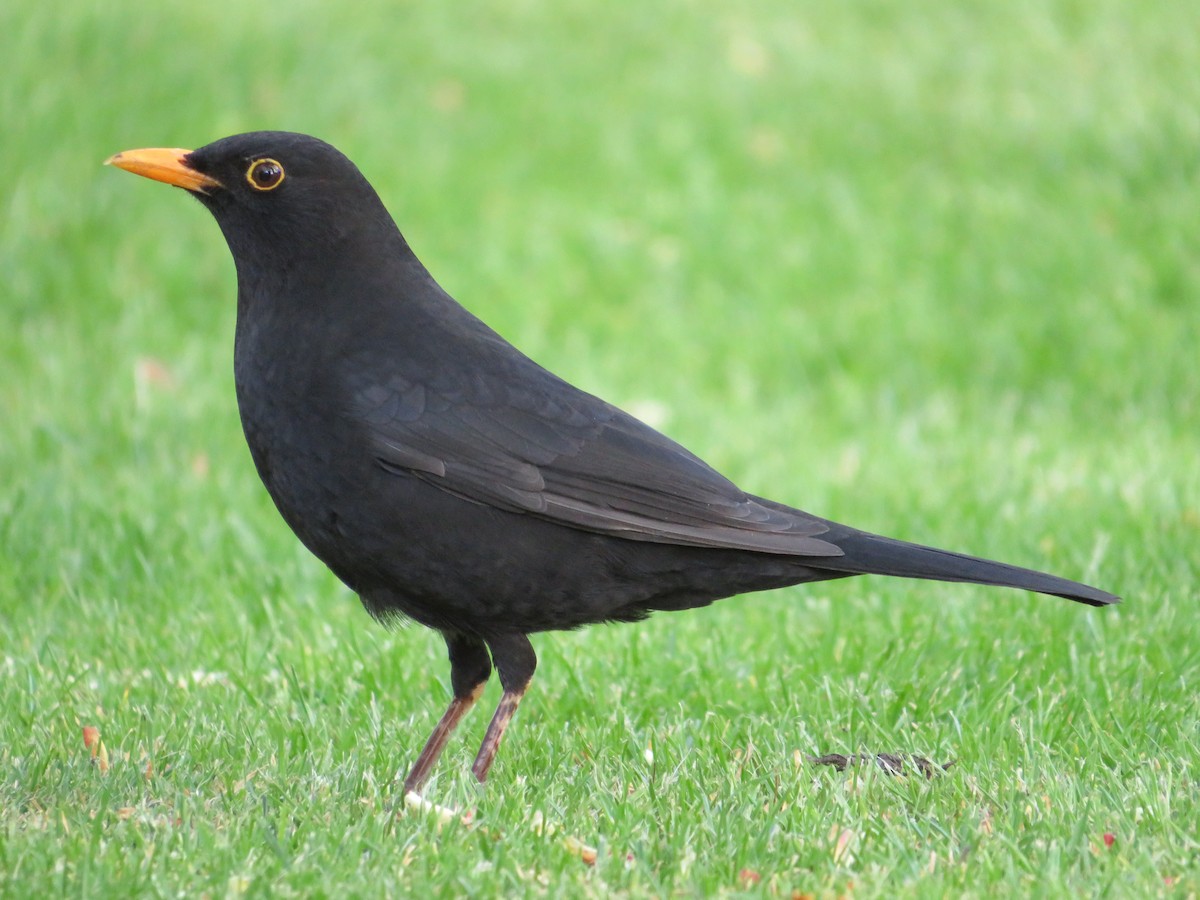 Eurasian Blackbird - ML635186589