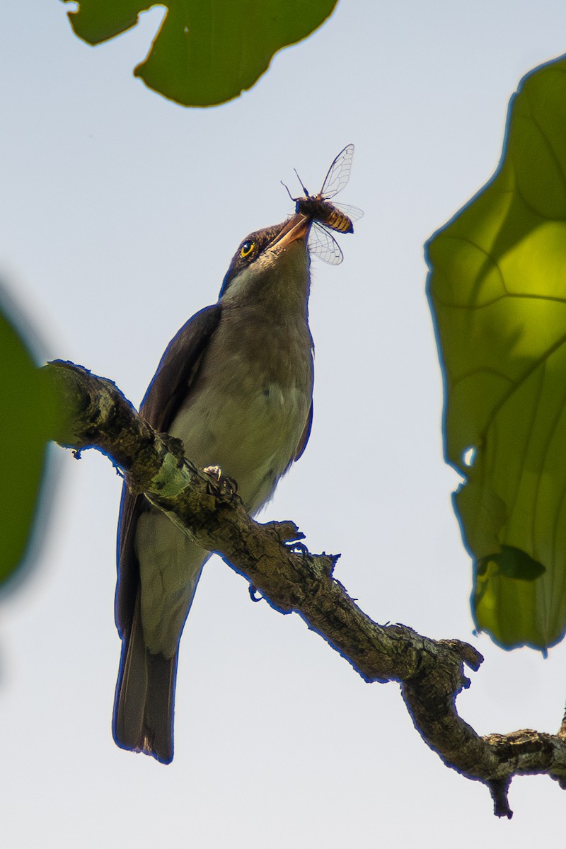 Malabar Woodshrike - ML635186742