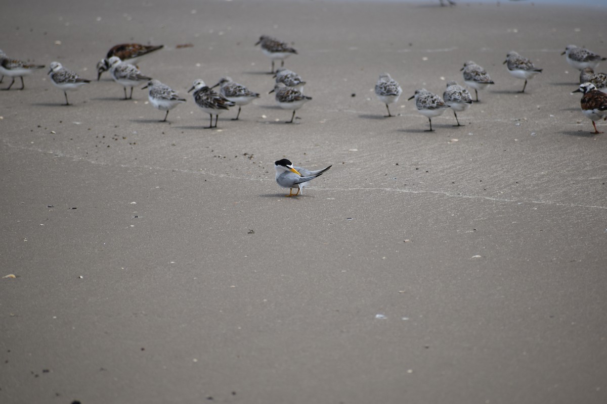 Least Tern - ML635186763