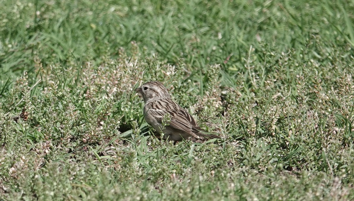 Brewer's Sparrow - ML635186769