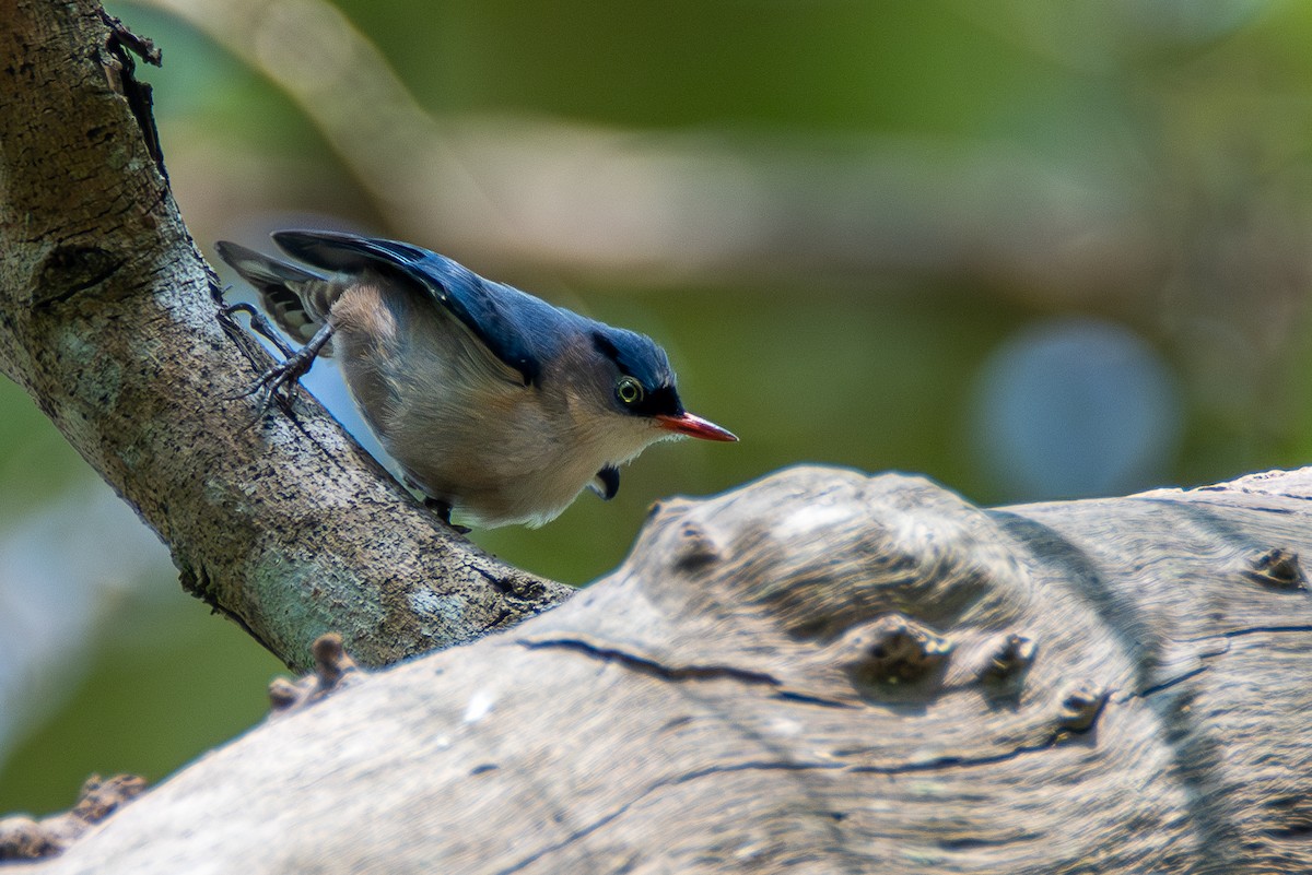 Velvet-fronted Nuthatch - ML635186782