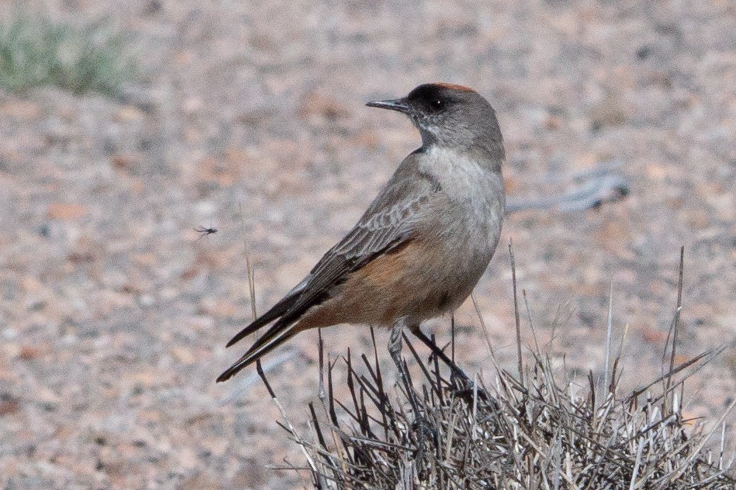 Cinnamon-bellied Ground-Tyrant - ML635186783