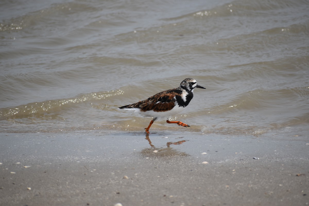 Ruddy Turnstone - ML635186834