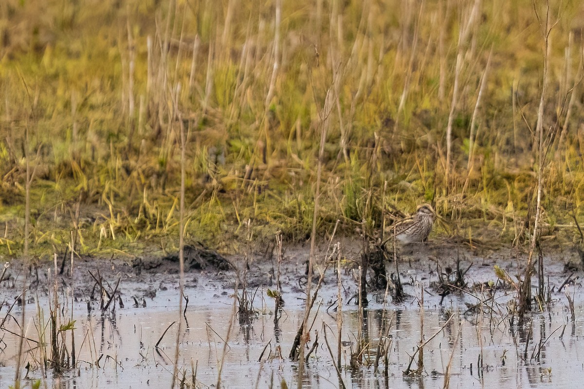 Jack Snipe - ML635186841