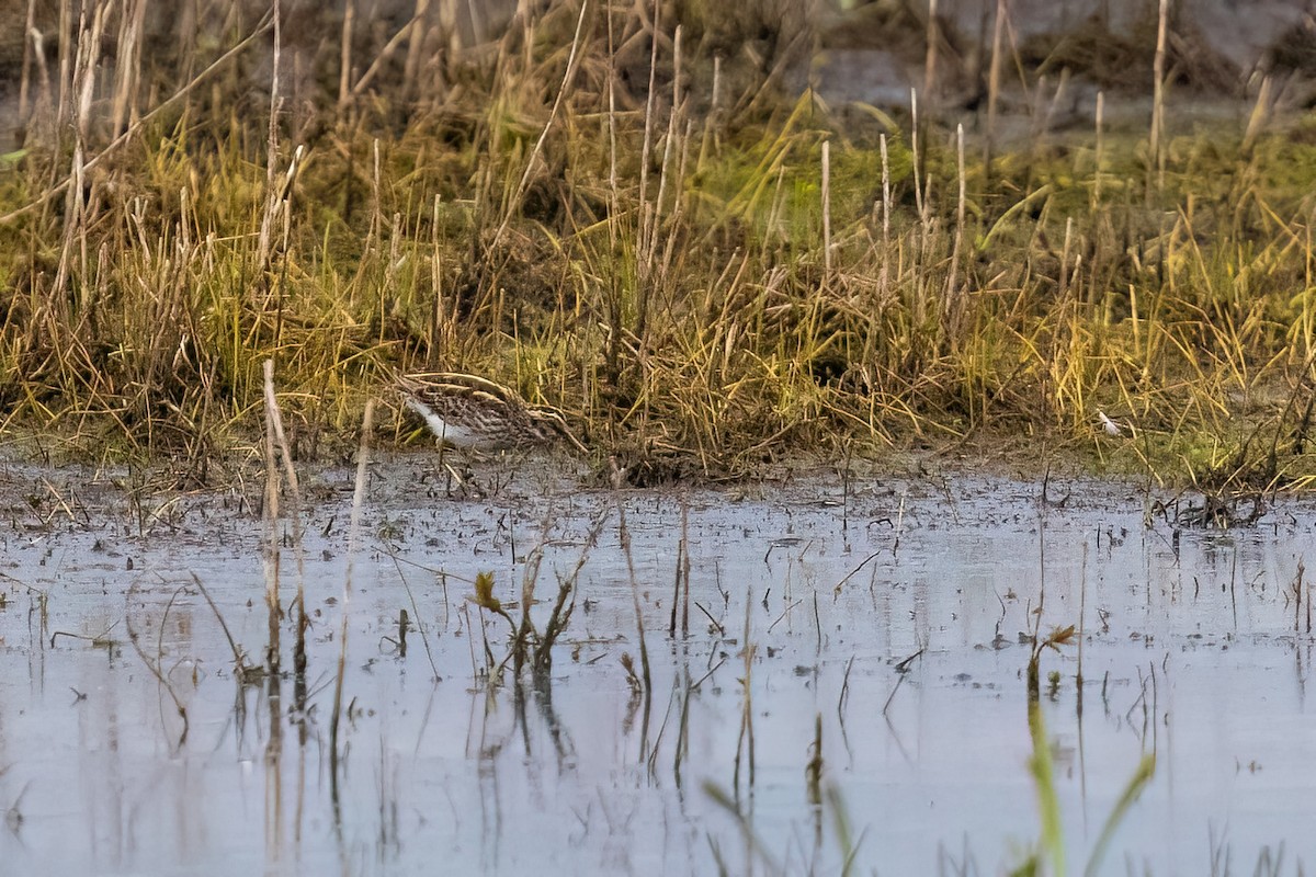 Jack Snipe - ML635186842