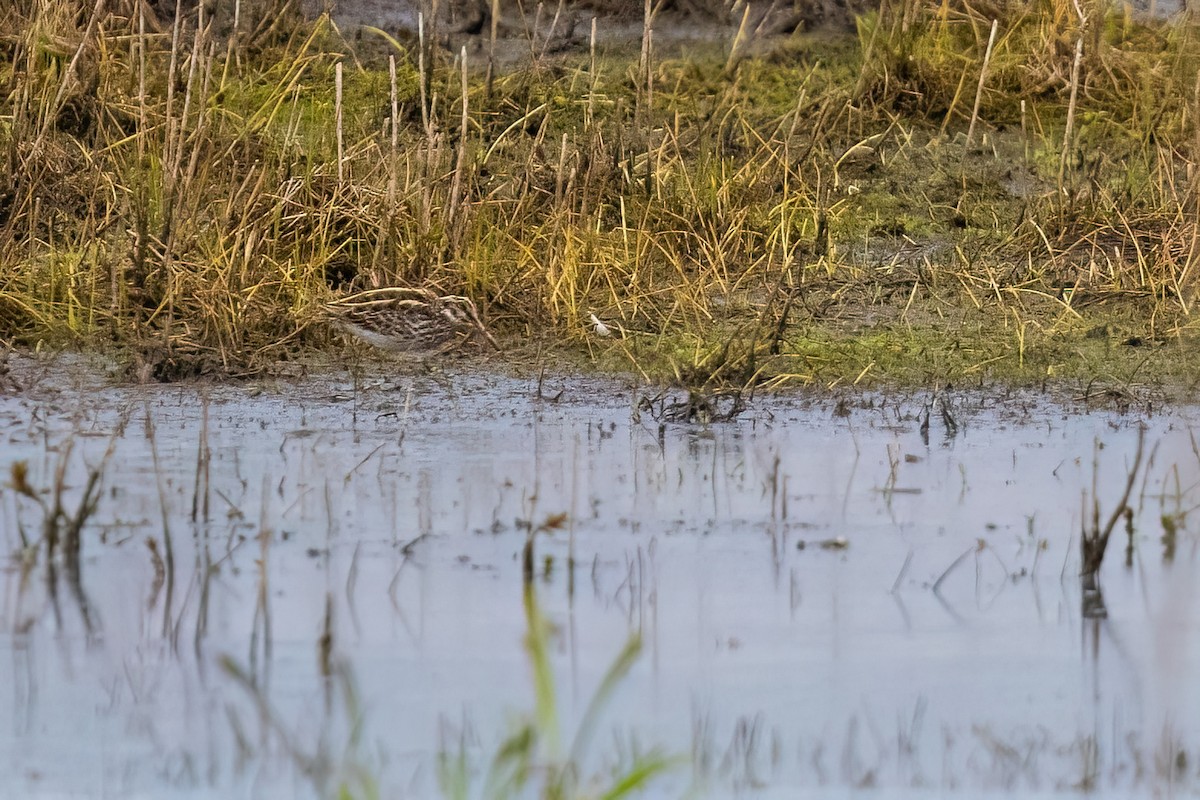 Jack Snipe - ML635186843