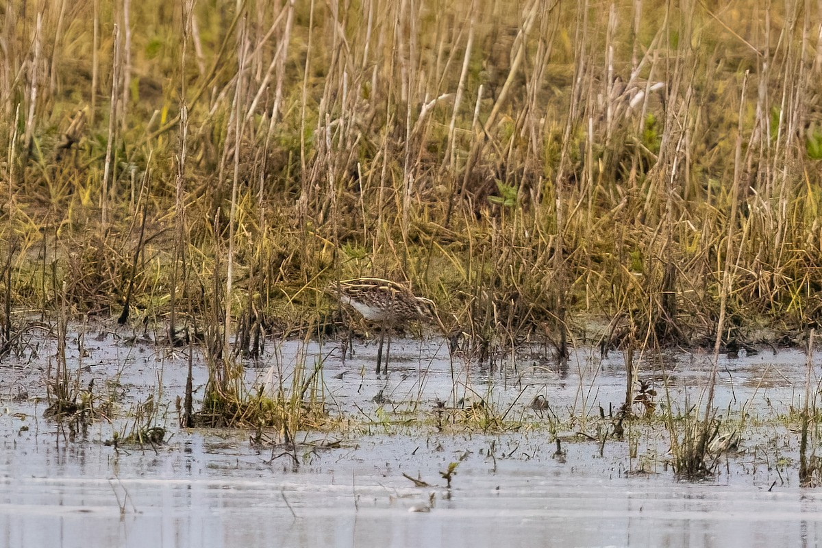 Jack Snipe - ML635186844