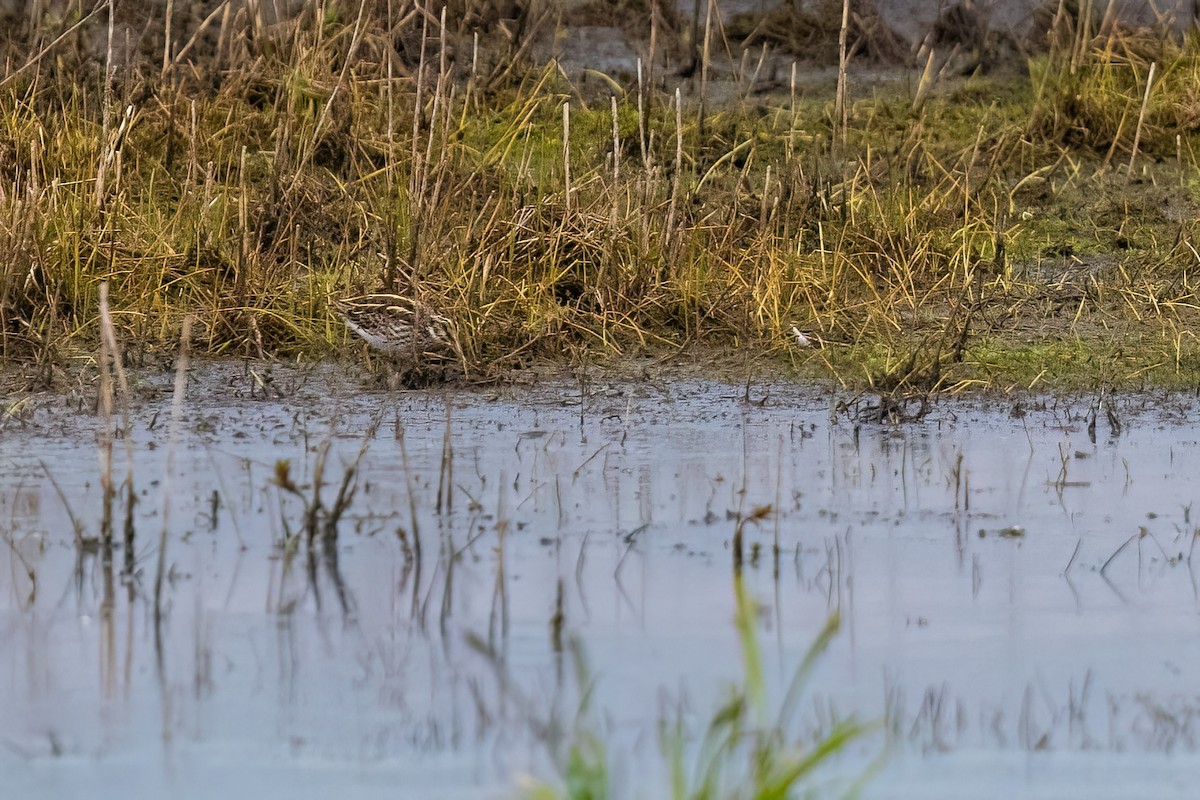 Jack Snipe - ML635186845