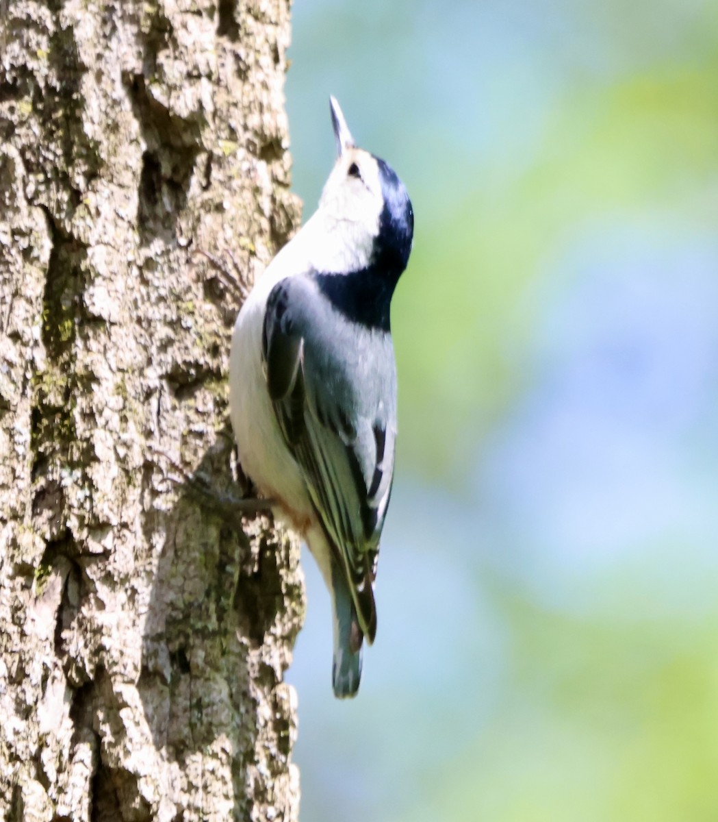 White-breasted Nuthatch - ML635186919