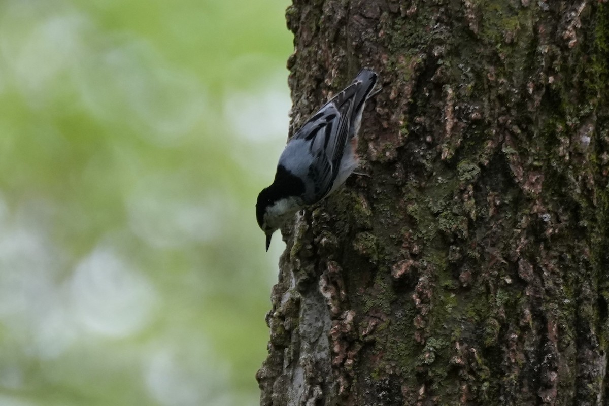 White-breasted Nuthatch - ML635186920