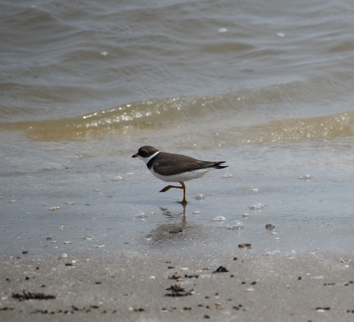 Semipalmated Plover - ML635186956