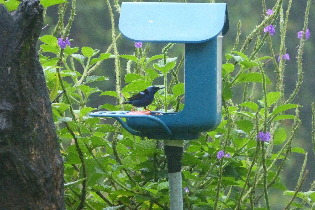 Red-legged Honeycreeper - ML635186966
