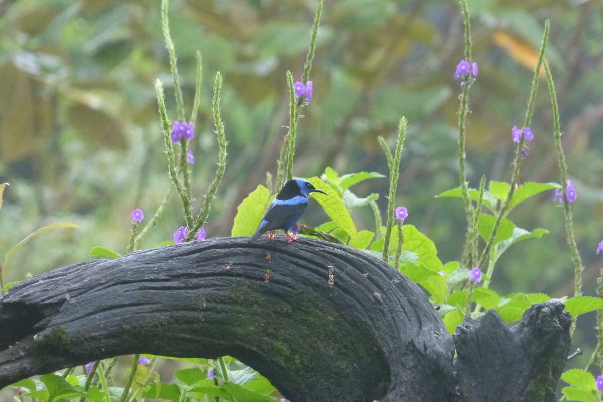 Red-legged Honeycreeper - ML635186967