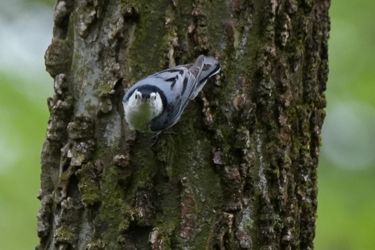 White-breasted Nuthatch - ML635186984
