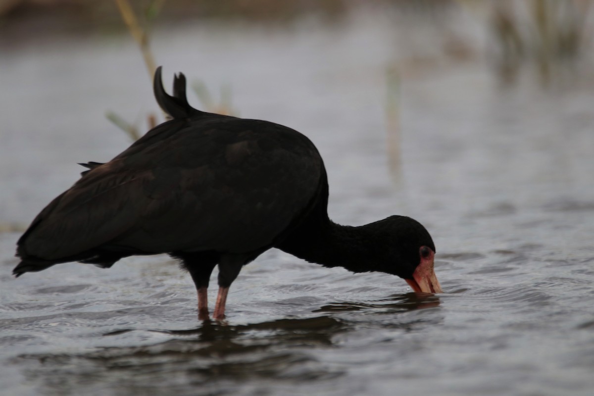 Bare-faced Ibis - ML635186995