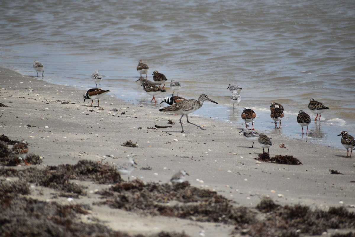 Willet - ML635187034