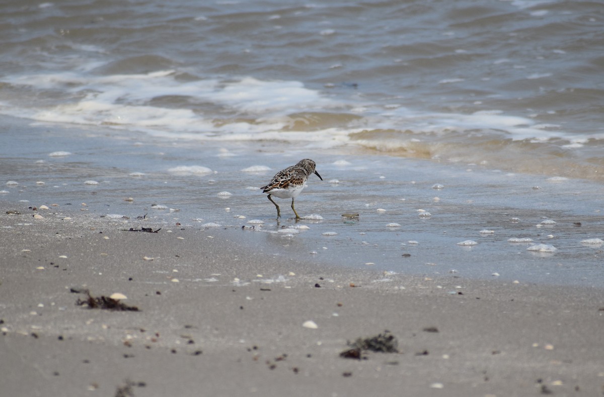 Dunlin - ML635187357