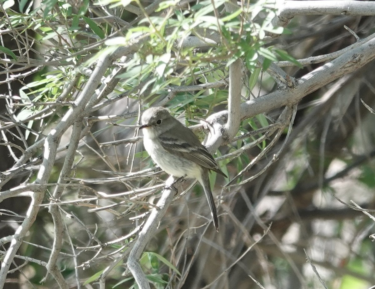 Dusky Flycatcher - ML635187384