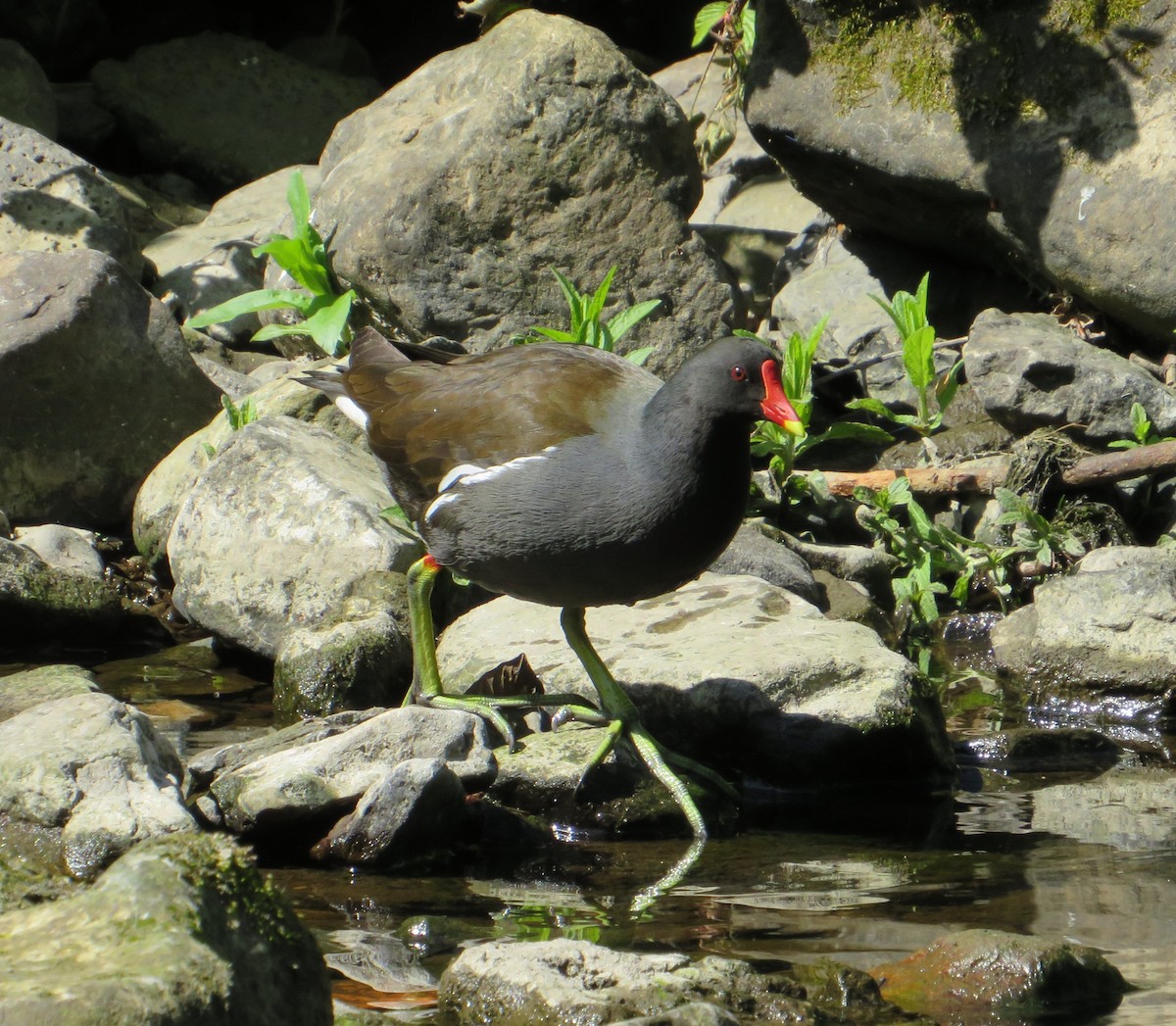 Eurasian Moorhen - ML635187398
