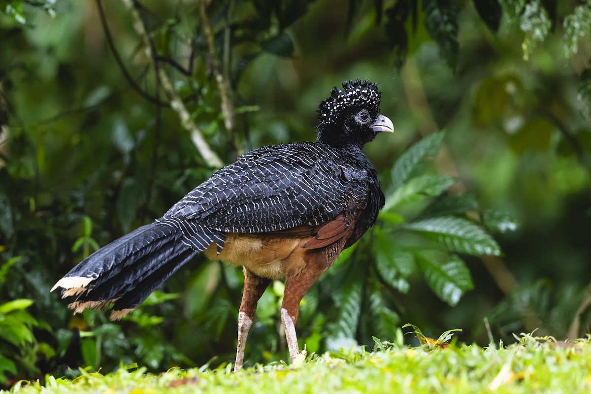 Blue-billed Curassow - ML635187458