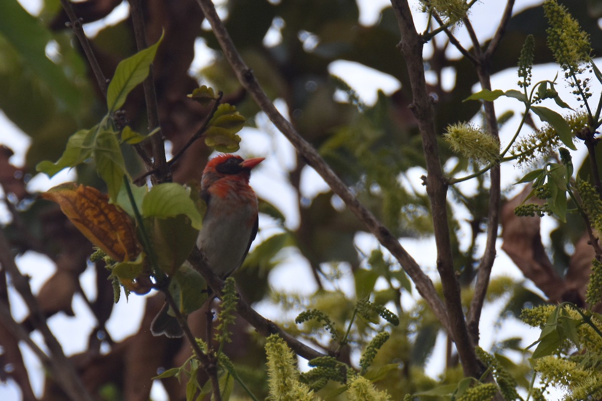 Red-headed Weaver - ML635187582