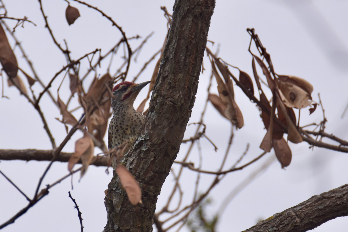 Nubian Woodpecker - ML635187596