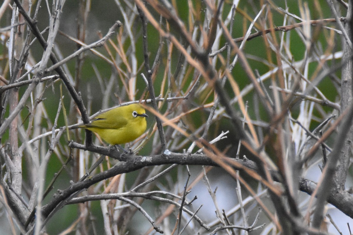 Green White-eye - ML635187643