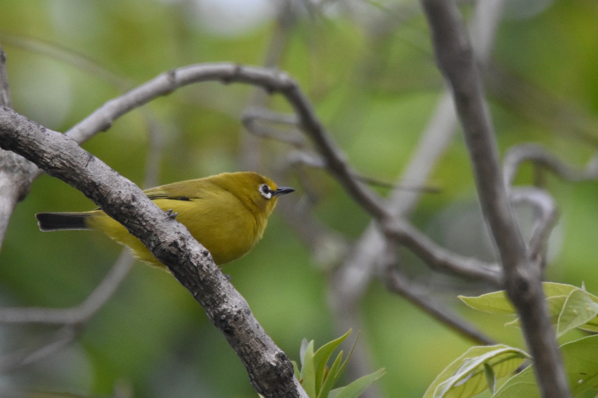 Green White-eye - ML635187657