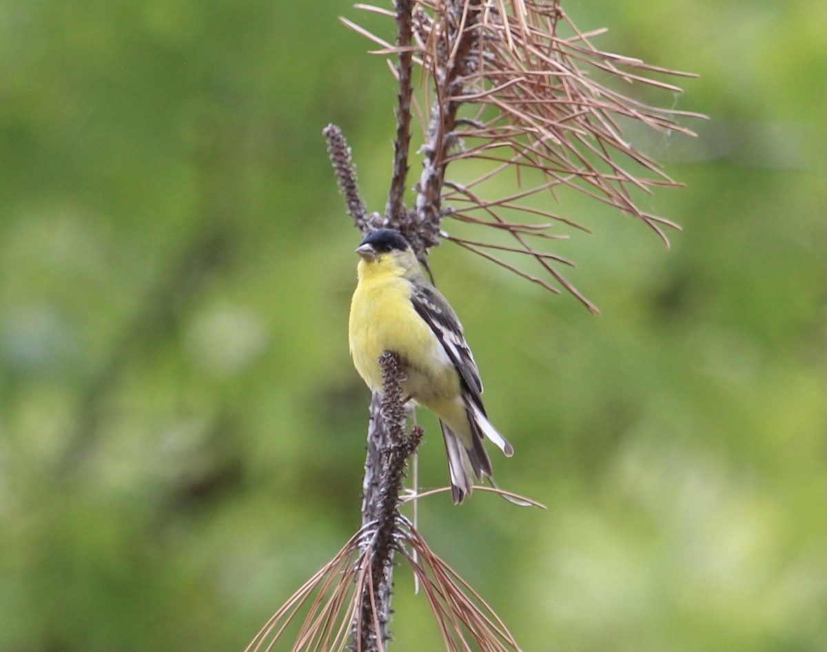 Lesser Goldfinch - ML635187699
