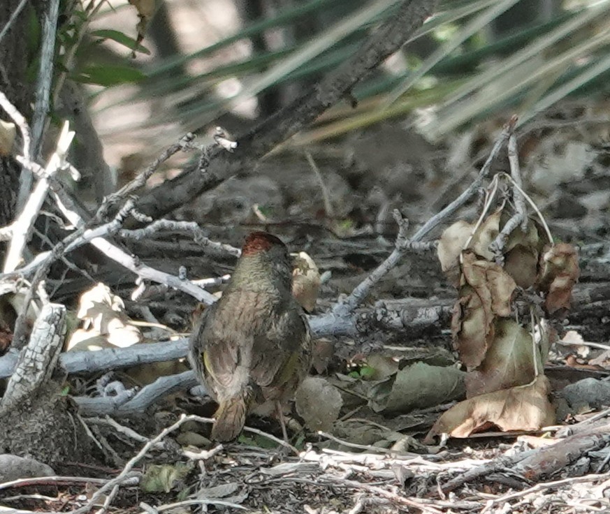 Green-tailed Towhee - ML635187703