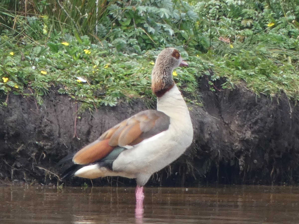 Egyptian Goose - ML635187730