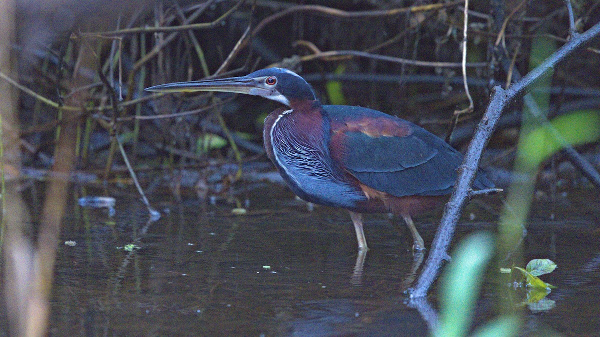Agami Heron - ML635187770